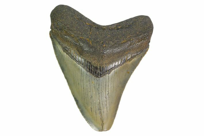 2.88" Juvenile Megalodon Tooth - South Carolina